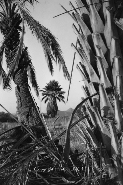 Palm in View - V BW